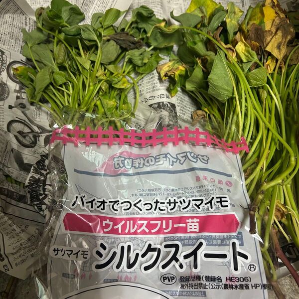 シルクスイート さつまいも苗推定約180本ウィルスフリー苗 カネコ種苗生産 訳あり
