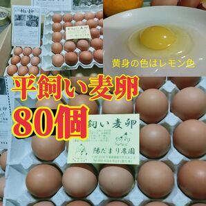 平飼い麦卵 ML 80個(紙トレー入り) 朝採り卵