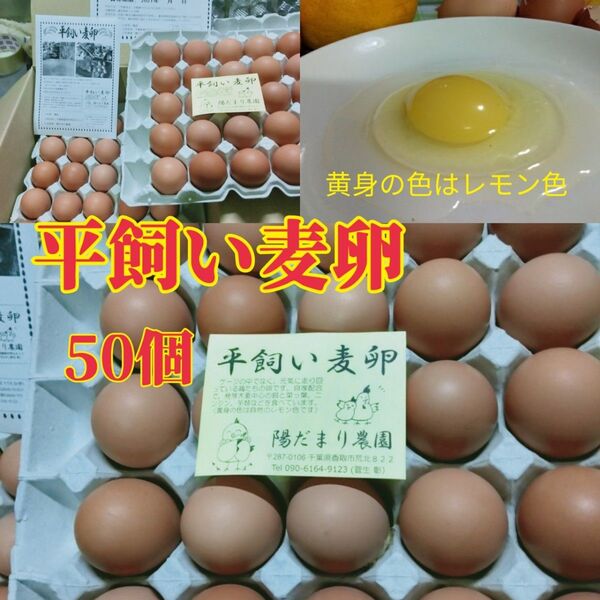 平飼い麦卵 M50個(紙トレー入り) 朝採り卵