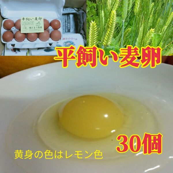 平飼い麦卵 ML 30個 朝採り卵