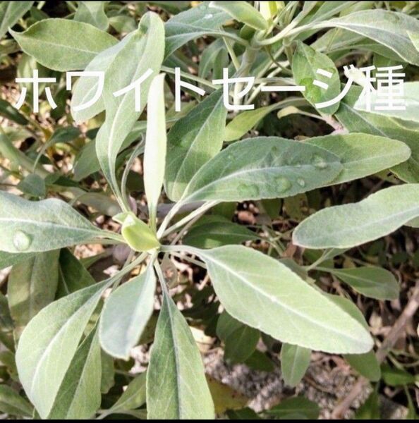 ホワイトセージ 種 花のたね サルビア・アピアナ 100粒 種子 浄化のハーブ 2024年 採種 ホーリーバジル種おまけ