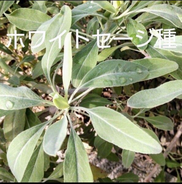 ホワイトセージ 種 花のたね サルビア・アピアナ 55粒 種子 浄化のハーブ 2024年 採種 ホーリーバジル種おまけ