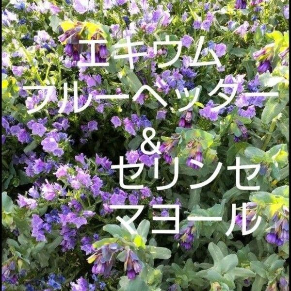 種 花のたね セリンセ マヨール 15粒 & エキウム ブルーベッダー 35粒 種子 2品種セット ムラサキ科 青 紫 花
