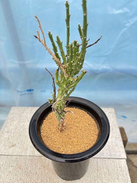 ユーフォルビア ムルチラモサ 実生 根っこ充実 ムルチラムサ 激レア 多肉植物