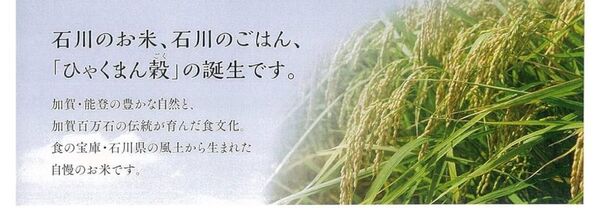 お米 10kg 白米 石川県産 無洗米