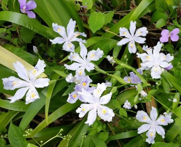 シャガ 苗 7本 アヤメ科 抜き苗 7株 射干 花 グランドカバーにも 山野草 自然 ゆうパケット 花苗