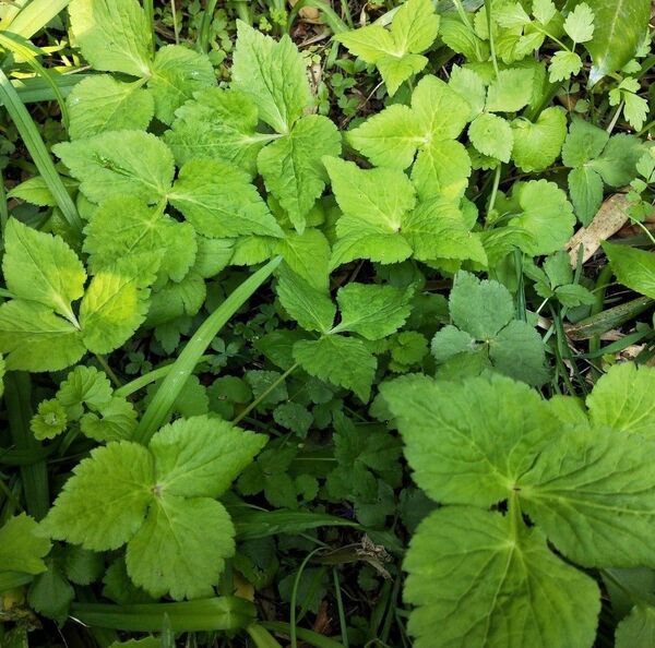 ミツバ 10株 +α 抜き苗 無農薬 10本 苗 三つ葉 薬味 風味 自然