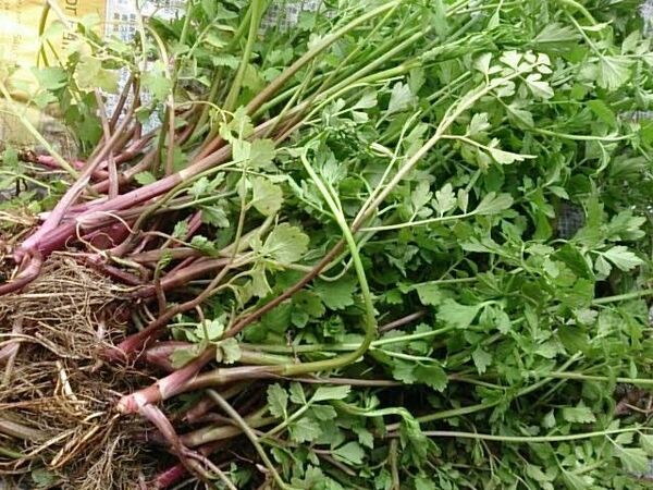 ■セリ 抜き苗 20本 芹 長め 自然 せり 野菜 おひたし 天ぷら■ 20株 苗 野菜 田セリ
