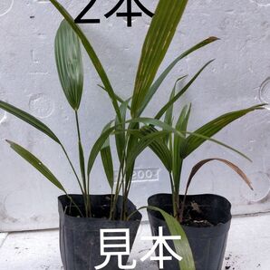 2本 シュロ 抜き苗 棕櫚 苗 観葉植物 ワジュロ シュロの木