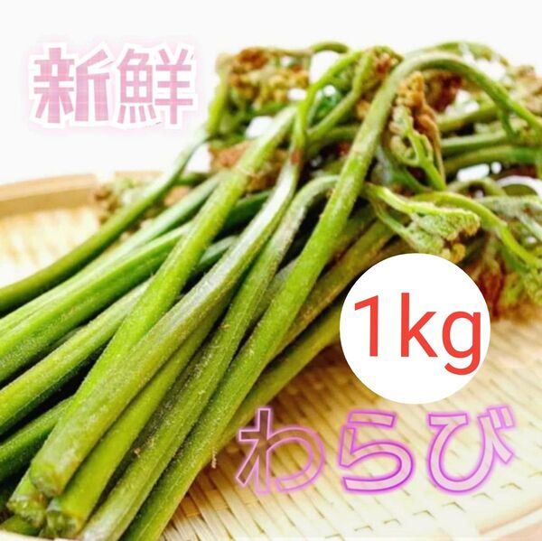 山菜 天然 太い わらび 蕨 産地直送 1kg 秋田県産