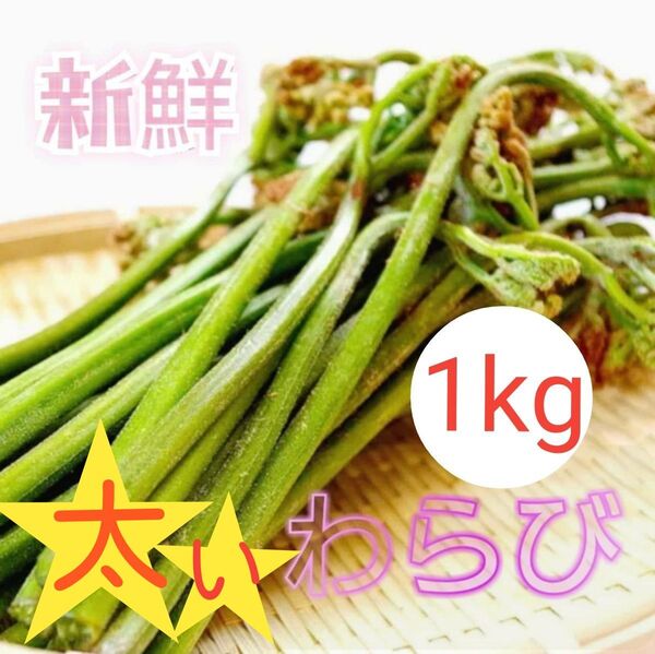 山菜 天然 太い わらび 蕨 産地直送 1kg 秋田県産