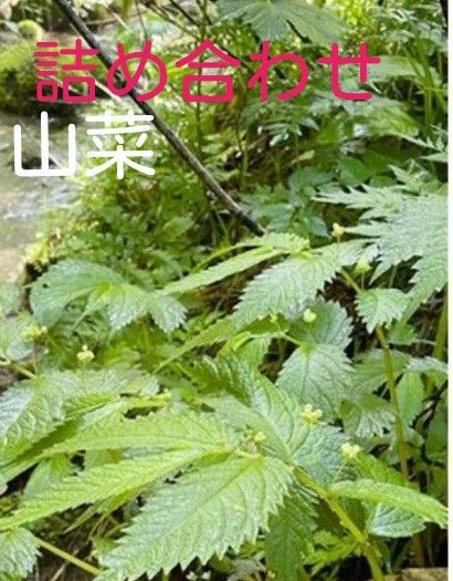 山菜 詰め合わせ ミズ あいこ ミヤマイラクサ 山のさち