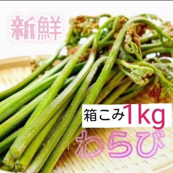 朝とれ発送 好評 天然 新鮮 わらび 蕨 山菜 1kg 秋田県産 産地直送