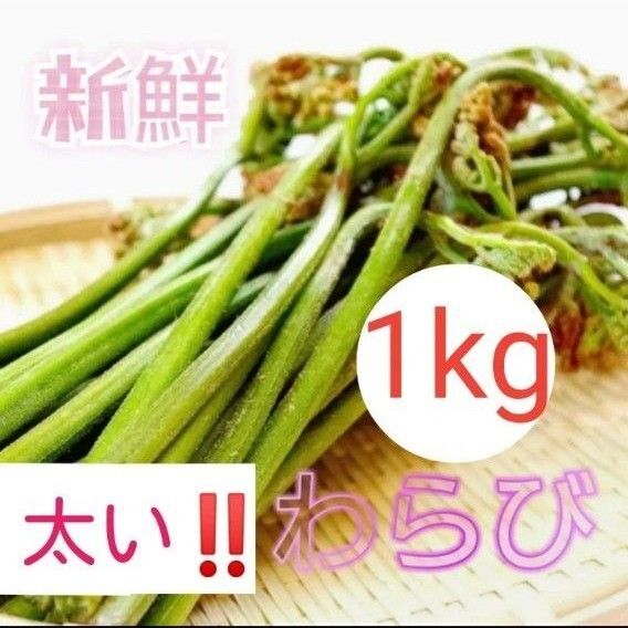 とれたて発送 好評 旬 わらび 1kg 山菜 太い