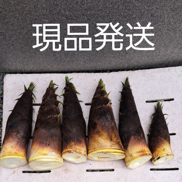 新鮮山菜筍 孟宗竹 箱込み10kg 米ぬか付き ⑤ 今季終盤間近