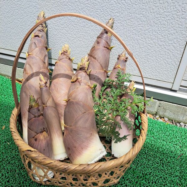 新鮮山菜筍 ハチク 箱込み約6kg 米ぬか付き