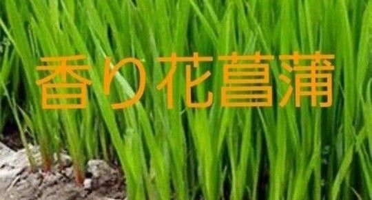 希少香り菖蒲 球根2個 端午の節句