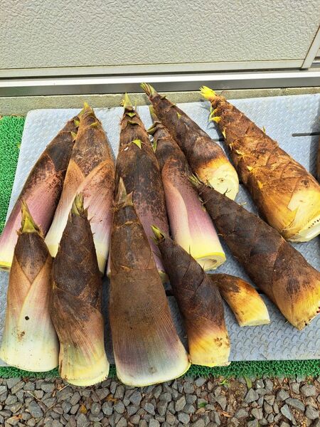 新鮮山菜筍 孟宗竹 箱込み約15kg 米ぬかおまけ付き