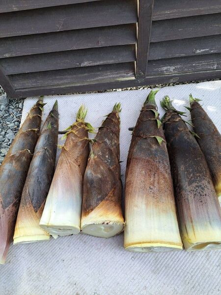 新鮮山菜筍 孟宗竹 箱込み10kg 米ぬかおまけ付き ②