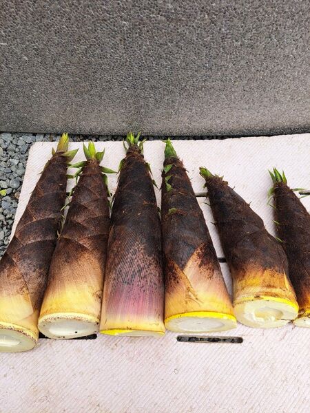 新鮮山菜筍 孟宗竹 箱込み10kg 米ぬか付き ④