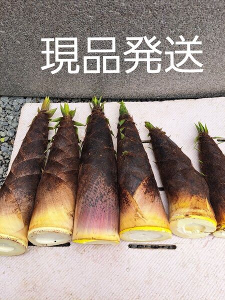 新鮮山菜筍 孟宗竹 箱込み10kg 米ぬか付き ④ 今季終盤間近