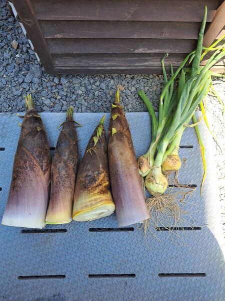 新鮮山菜筍 孟宗竹+新玉ねぎ 箱込み5kg 米ぬか付き