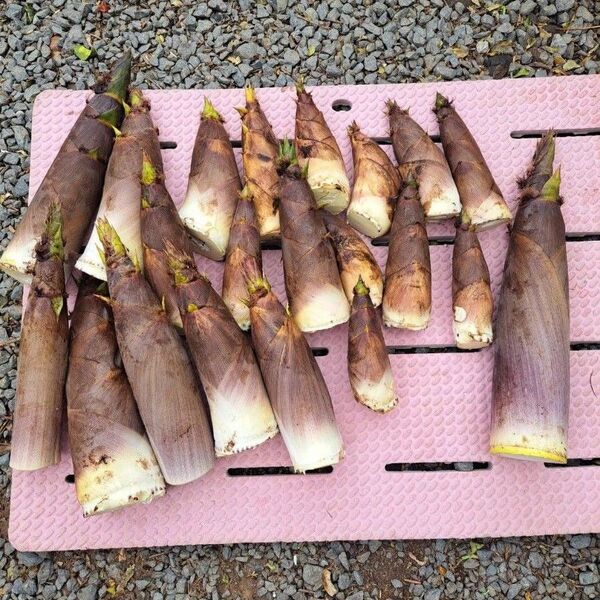 新鮮山菜筍 ハチク 箱込み11.5kg 米ぬかおまけ付き 希少な淡竹