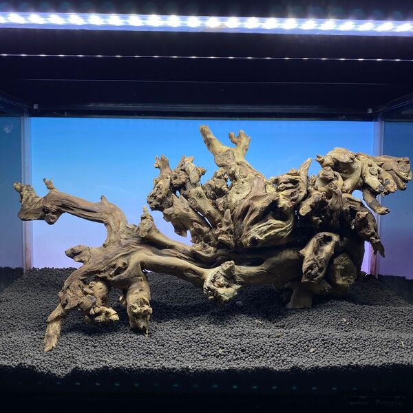 MSW-6225 天然流木 1点物 枝流木 アクアリウム