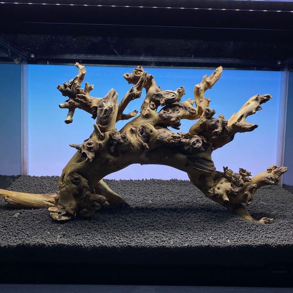 MSW-6226天然流木 1点物 枝流木 アクアリウム