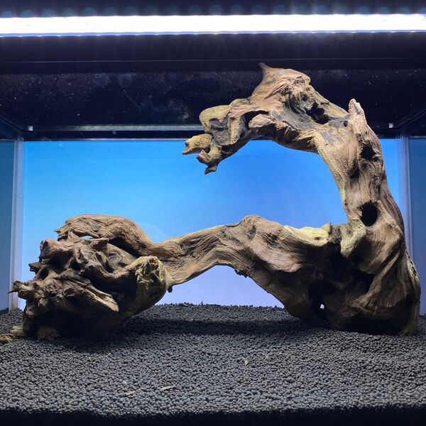 MSW-6258 天然流木 自立流木 1点物 枝流木 アクアリウム