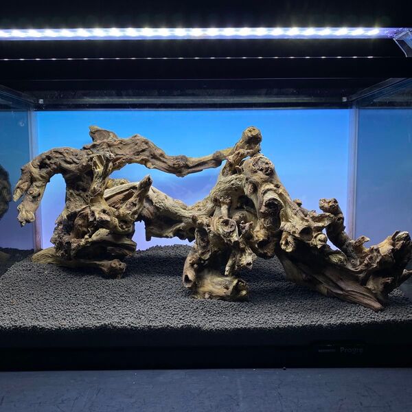 MSW-6261天然流木 2本セット 枝流木 アクアリウム
