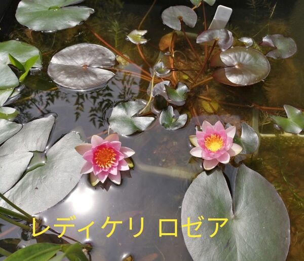 レディケリ ロゼア 姫睡蓮 1株 耐寒性睡蓮 ヒメスイレン