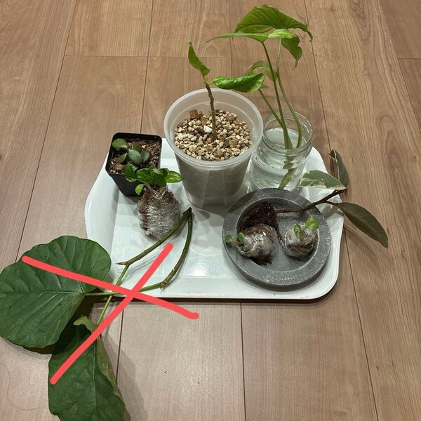 観葉植物7点セット 抜きね ゴムの木 アルテシマ ポトス シルバーメタル マドカズラ シンゴニューム 金のなる木