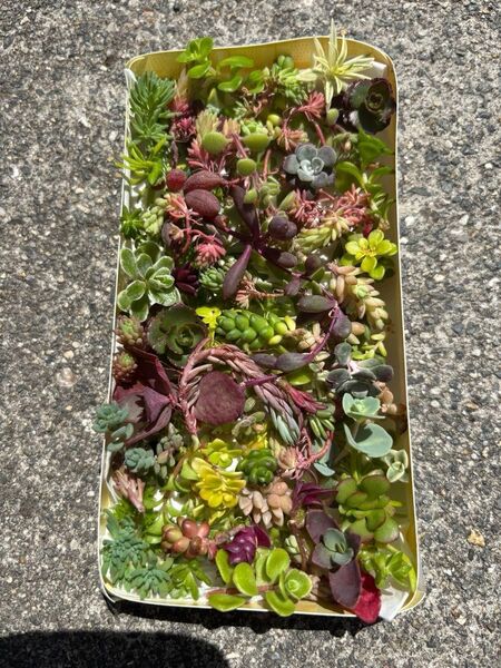 セダム多肉植物カット苗 5個限定