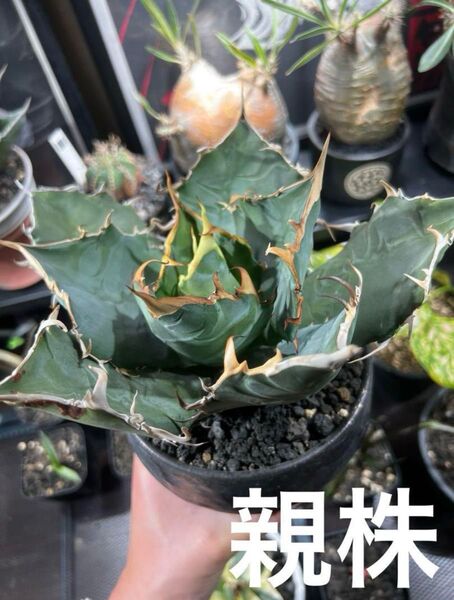 アガベ チタノタ 白鯨 子株