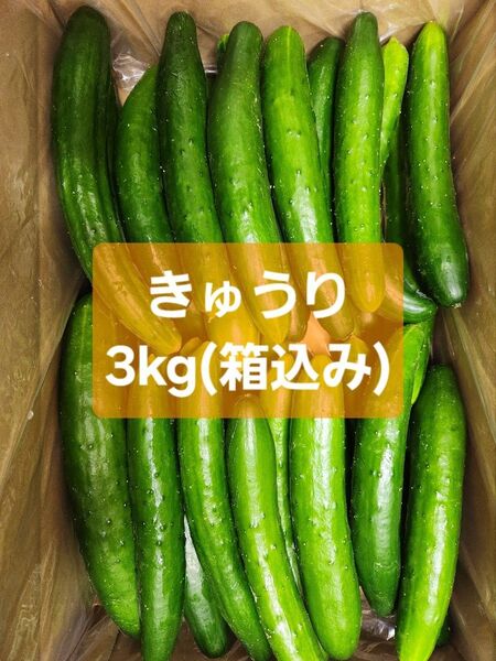 【訳ありきゅうり3kg】農家直送!新鮮キュウリ