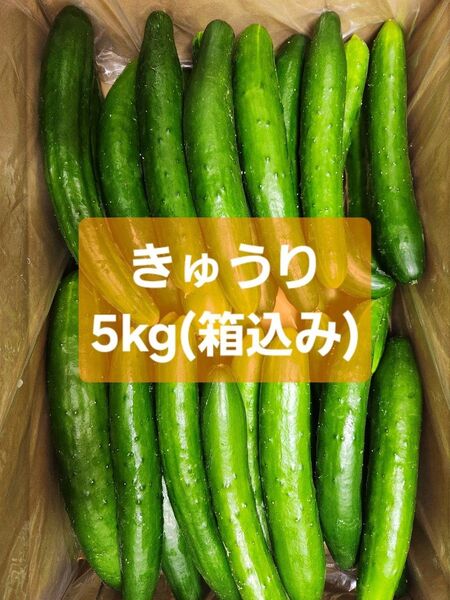 【訳ありきゅうり5kg】農家直送!新鮮キュウリ