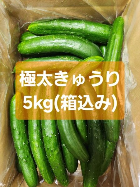 【極太きゅうり5kg】★