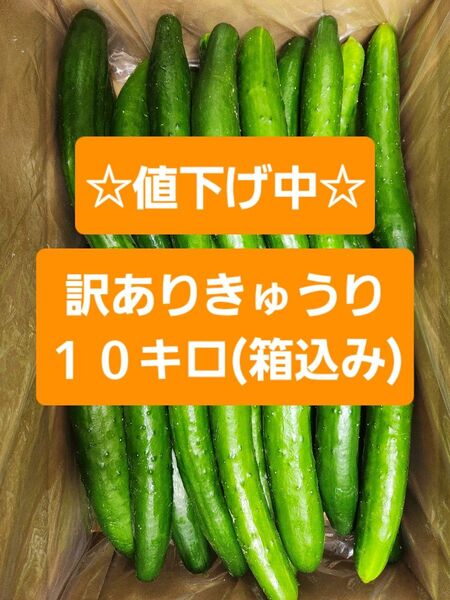 【訳ありきゅうり10kg】農家直送!新鮮キュウリ