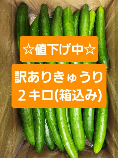 【訳ありきゅうり2kg】農家直送!新鮮キュウリ