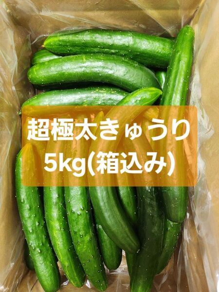 【超極太きゅうり5kg】★
