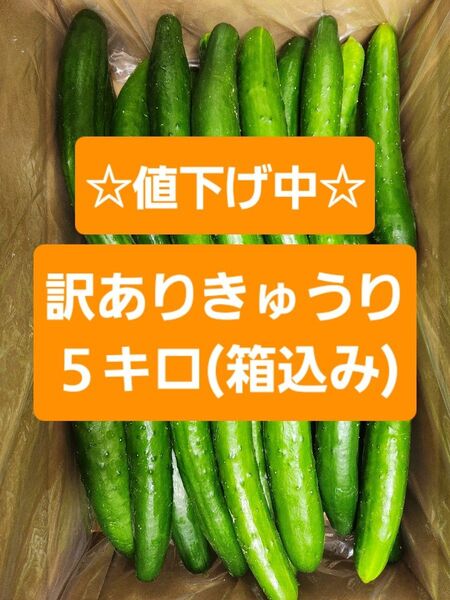 【訳ありきゅうり5kg】農家直送!新鮮キュウリ
