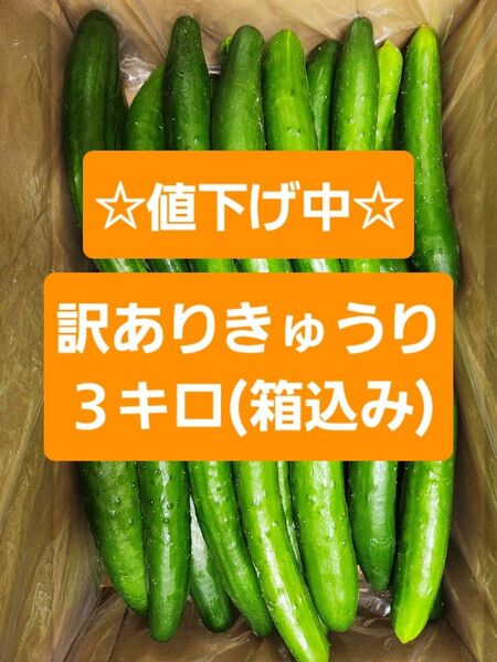 【訳ありきゅうり3kg】農家直送!新鮮キュウリ