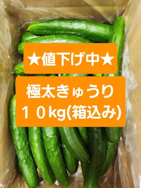 【極太きゅうり10kg】