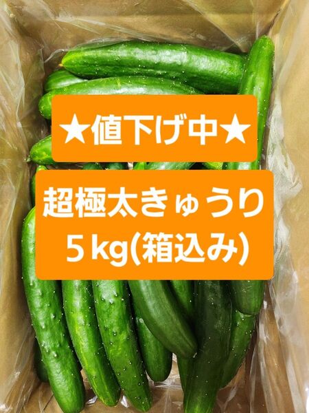 【超極太きゅうり5kg】★