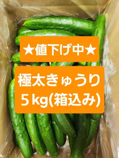 【極太きゅうり5kg】★