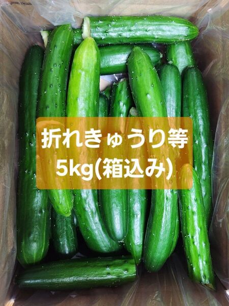 【訳あり折れきゅうり等5kg】農家直送!新鮮キュウリ