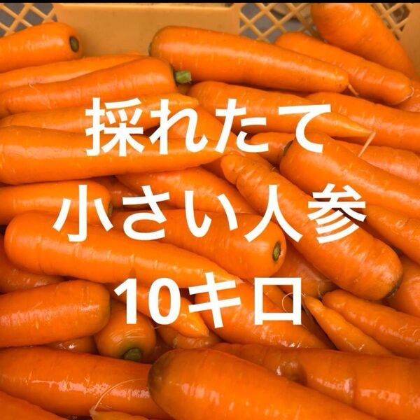 採れたて人参Sサイズ