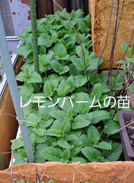レモンバームの苗 5本