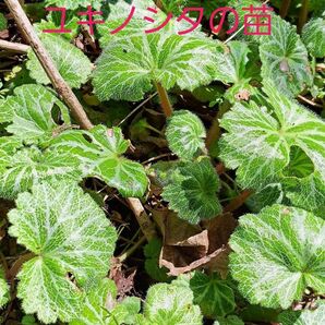 ユキノシタの苗6本